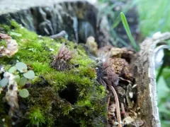 Stemonitis axifera thumbnail 3