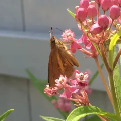Broad-winged Skipper thumbnail 3
