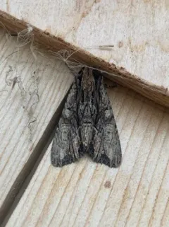 Nondescript Dagger Moth thumbnail 2