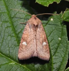 Strawberry Cutworm Moth thumbnail 3