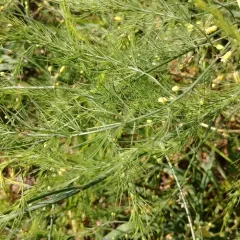 wild asparagus thumbnail 4