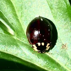 Fifteen-spotted Lady Beetle thumbnail 1