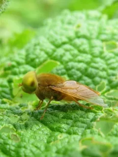 Atylotus bicolor thumbnail 2