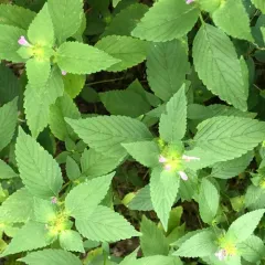 Bifid Hemp-nettle thumbnail 3