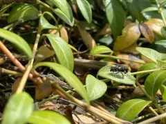 Nysson tristis thumbnail 4