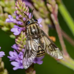 Furious Deer Fly thumbnail 3