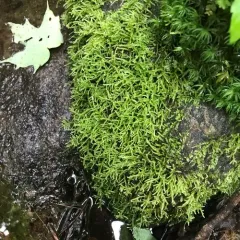 New England Bryhnia Moss thumbnail 2