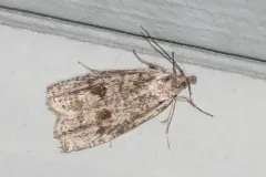Hystrichophora asphodelana thumbnail 3