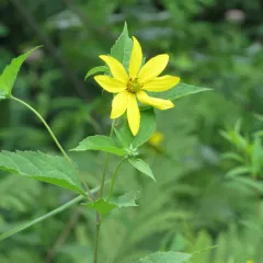 pale sunflower thumbnail 3