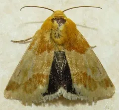 Alluring Schinia Moth thumbnail 2