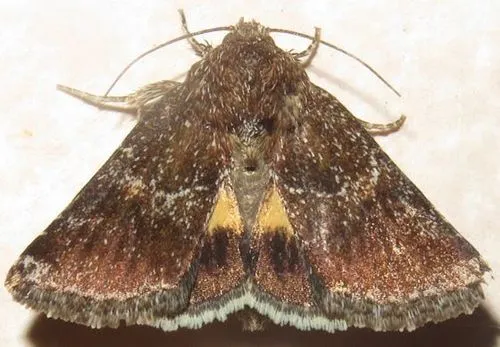 Schinia ultima