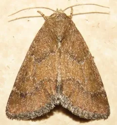 Brown Flower Moth thumbnail 3