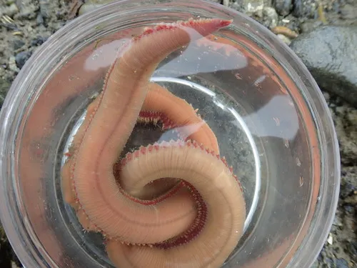 Glycera robusta