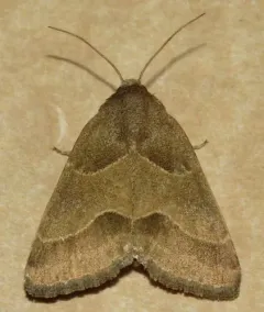 Slender Flower Moth thumbnail 2