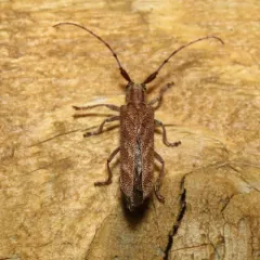Alder Borer thumbnail 2