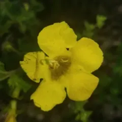 fern-leaved false foxglove thumbnail 3