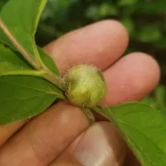 Sunflower Purse Gall Midge thumbnail 2
