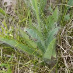 hairy hawkweed thumbnail 3