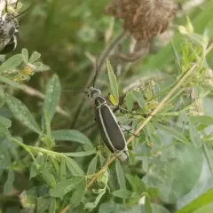 Margined Blister Beetle thumbnail 4