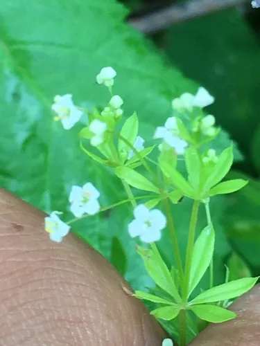 Mexican bedstraw