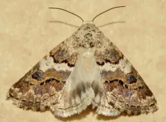 Third Flower Moth thumbnail 2
