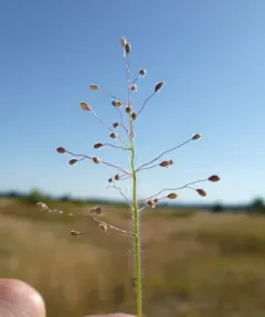 peat grass thumbnail 3