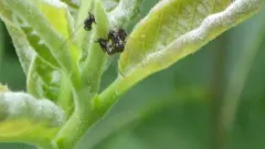 Persimmon Psyllid thumbnail 3