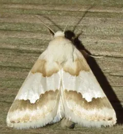 Hulst's Flower Moth thumbnail 2