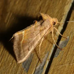 Dark-spotted Looper Moth thumbnail 3