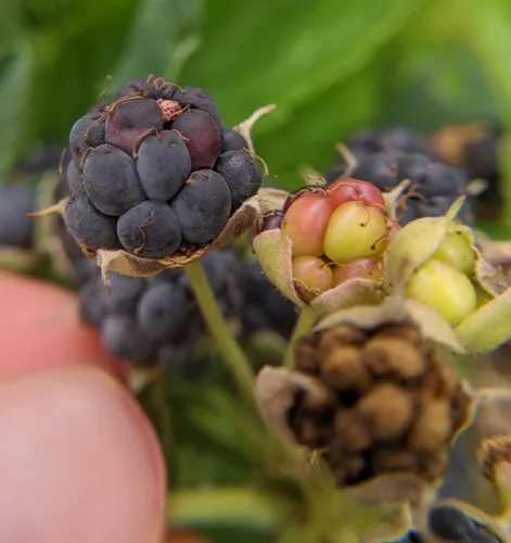 European dewberry