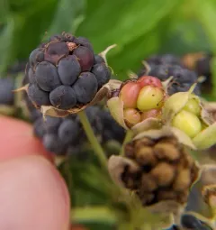 European dewberry thumbnail 1