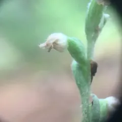 checkered rattlesnake plantain thumbnail 4