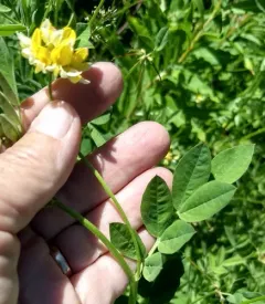 streambank bird's-foot trefoil thumbnail 3