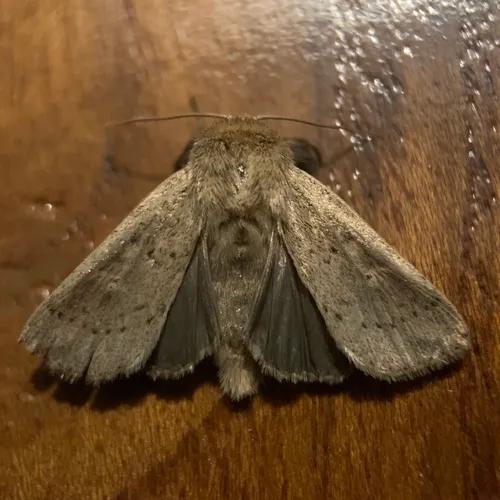 Ursula Wainscot
