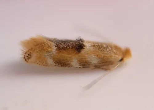Bucculatrix trifasciella