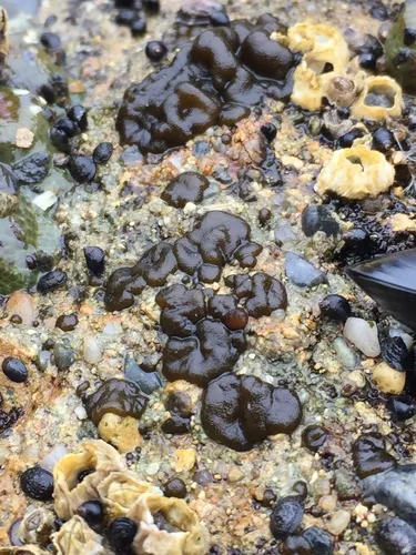 Petrospongium rugosum