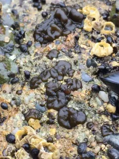 Petrospongium rugosum thumbnail 1