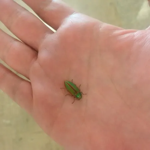 Golden Buprestid Beetle
