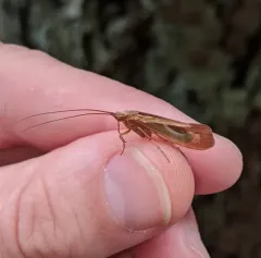 Yellowstar Northern Caddisfly thumbnail 1