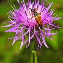 Slender Flower Longhorn Beetle thumbnail 4
