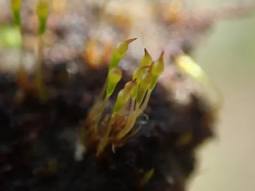 Boas' trematodon moss