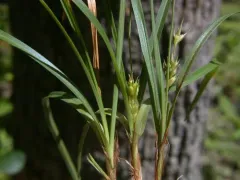 Willdenow's Sedge thumbnail 2