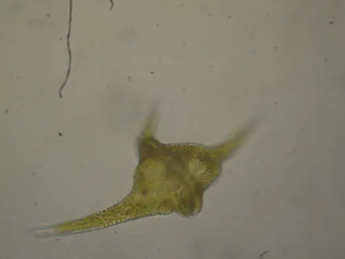 Ceratium carolinianum