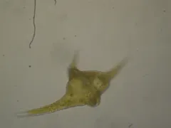 Ceratium carolinianum thumbnail 1
