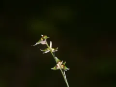 Reflexed Sedge thumbnail 4