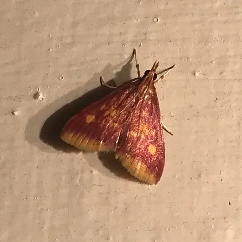 Mint-loving Pyrausta Moth