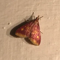 Mint-loving Pyrausta Moth thumbnail 1