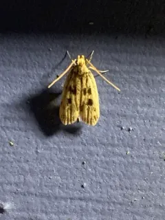 Square-spotted Martyringa Moth thumbnail 1