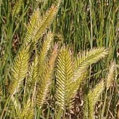 Crested Wheatgrass thumbnail 4