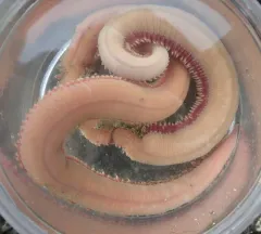Glycera robusta thumbnail 2